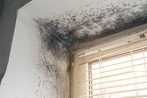 Trusted Crawl Space Mold Removal service in Courtland, VA - Cheap Mold Removal